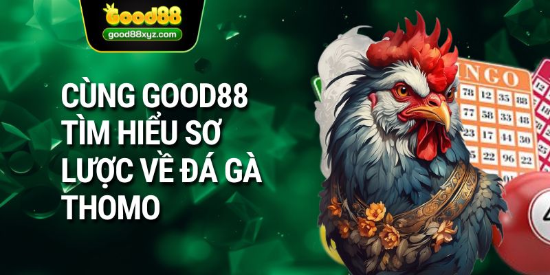 Cùng GOOD88 tìm hiểu sơ lược về đá gà Thomo